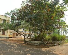 A tree inside the campus , A tree inside the campus ,